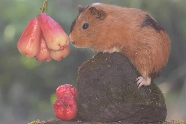 Adult Guinea Pig Eating Wild Growing Waterapple Rodent Mammal Has — ストック写真