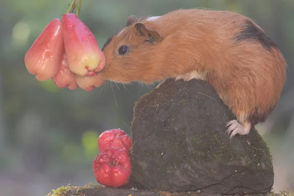 Adult Guinea Pig Eating Wild Growing Waterapple Rodent Mammal Has — ストック写真