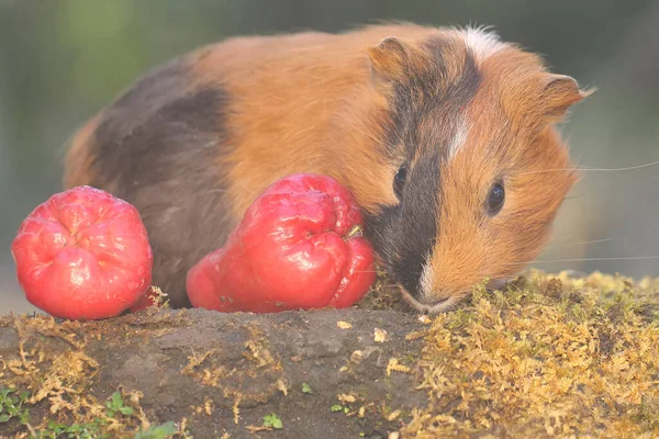 An adult guinea pig eating a wild-growing waterapple. This rodent mammal has the scientific name Cavia porcellus.