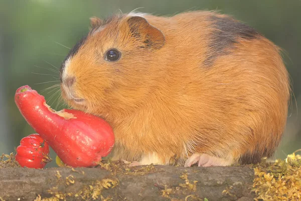 Adult Guinea Pig Eating Wild Growing Waterapple Rodent Mammal Has — Zdjęcie stockowe