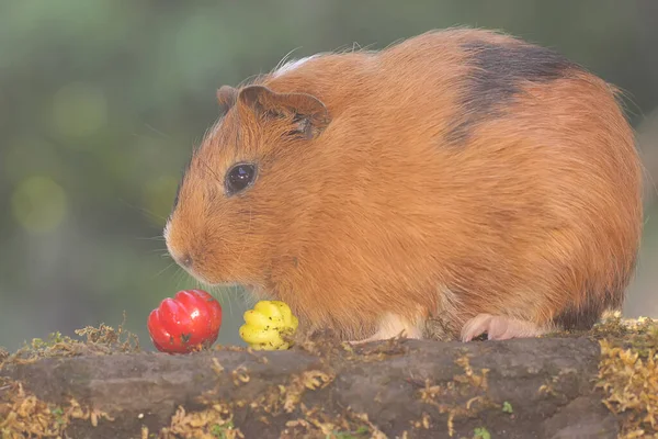 Adult Guinea Pig Eating Wild Growing Waterapple Rodent Mammal Has — ストック写真