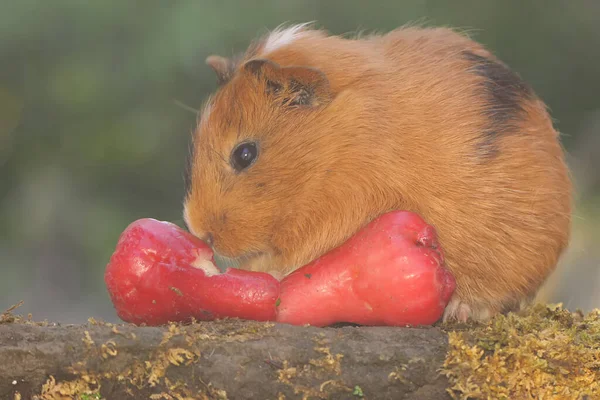 An adult guinea pig eating a wild-growing waterapple. This rodent mammal has the scientific name Cavia porcellus.