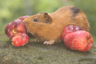 An adult mother guinea pig eating a pink Malay apple. This rodent mammal has the scientific name Cavia porcellus.