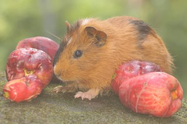 An adult mother guinea pig eating a pink Malay apple. This rodent mammal has the scientific name Cavia porcellus.