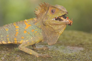A forest dragon is preying on a cricket on a moss-covered ground. This reptile has the scientific name Gonocephalus chamaeleontinus.