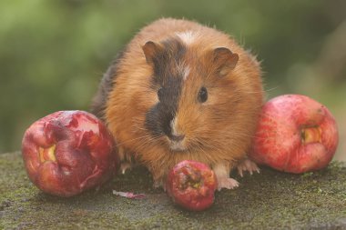 An adult mother guinea pig eating a pink Malay apple. This rodent mammal has the scientific name Cavia porcellus.