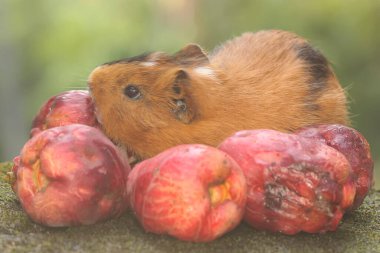 An adult mother guinea pig eating a pink Malay apple. This rodent mammal has the scientific name Cavia porcellus.