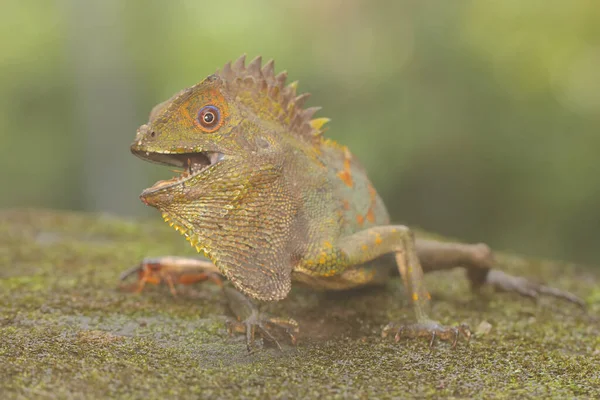 Forest Dragon Preying Cricket Moss Covered Ground Reptile Has Scientific — Stock fotografie