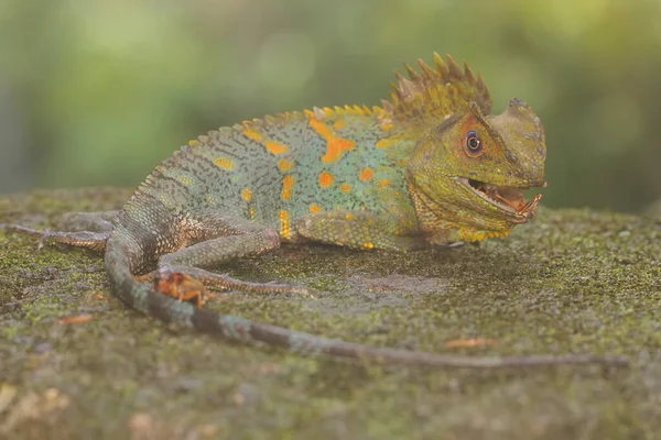 Forest Dragon Preying Cricket Moss Covered Ground Reptile Has Scientific — Foto de Stock