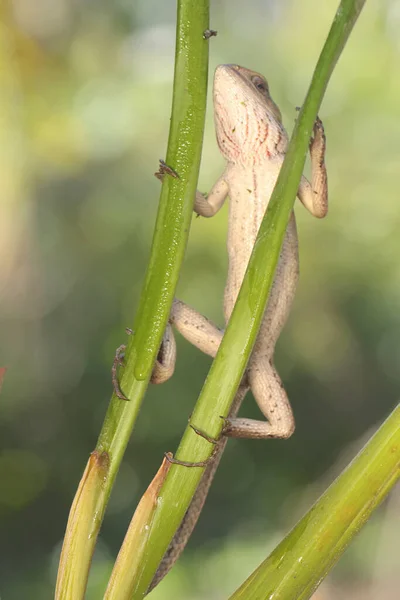 Lagarto Jardín Oriental Está Tomando Sol Este Reptil Tiene Nombre — Foto de Stock