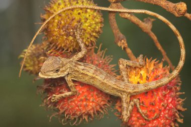 An oriental garden lizard is sunbathing before starting its daily activities. This reptile has the scientific name Calotes versicolor.