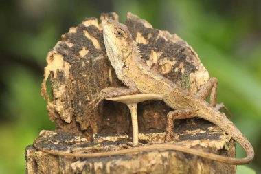 An oriental garden lizard is sunbathing before starting its daily activities. This reptile has the scientific name Calotes versicolor.