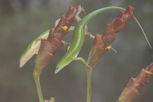 Ett Par Emerald Tree Skink Lamprolepis Smaragdina Solar Innan Börjar — Stockfoto