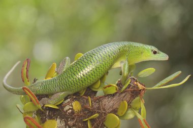 Bir Zümrüt Ağacı Kayması (Lamprolepis smaragdina) günlük aktivitelerine başlamadan önce güneşleniyor.