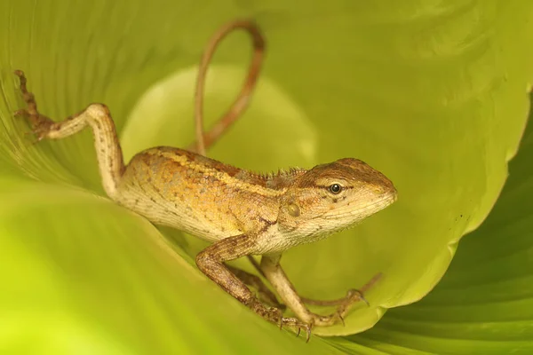 Oriental Garden Lizard Sunbathing Starting Its Daily Activities Reptile Has — 스톡 사진