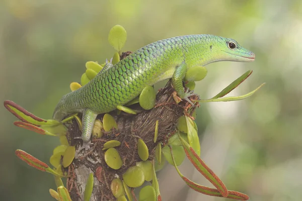 Skink Árvore Esmeralda Lamprolepis Smaragdina Está Tomando Sol Antes Iniciar — Fotografia de Stock