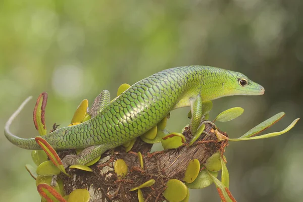 Bir Zümrüt Ağacı Kayması (Lamprolepis smaragdina) günlük aktivitelerine başlamadan önce güneşleniyor.
