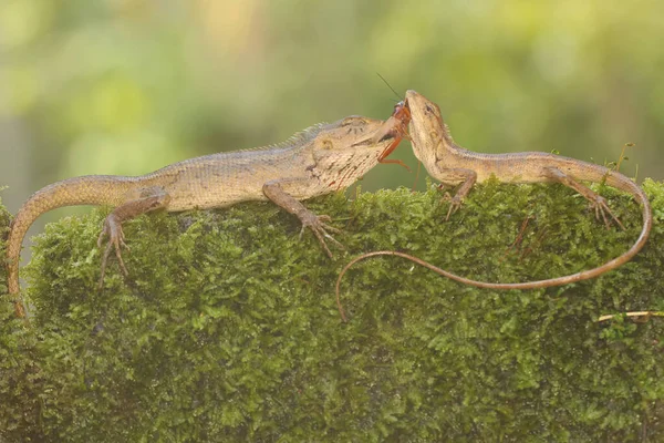 Two oriental garden lizards are indeed a cricket in the bushes. This reptile has the scientific name Calotes versicolor.