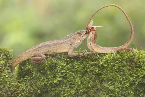 Two oriental garden lizards are indeed a cricket in the bushes. This reptile has the scientific name Calotes versicolor.