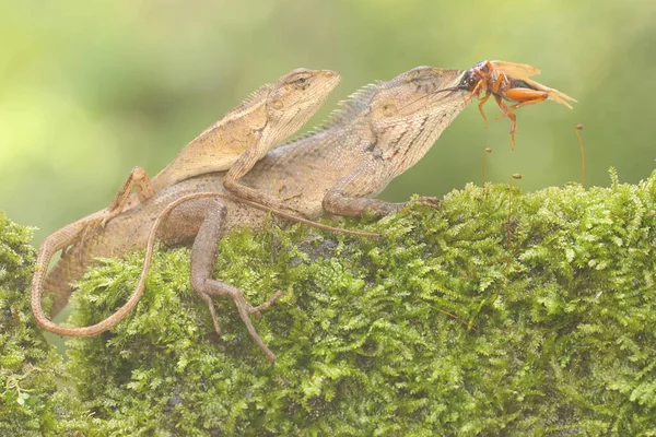 Two Oriental Garden Lizards Indeed Cricket Bushes Reptile Has Scientific — Stockfoto