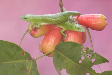 Bir çift Zümrüt Ağaç Kayması (Lamprolepis smaragdina) çiftleşmeye hazırlanıyor.