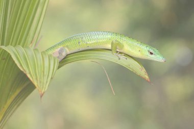 Bir Zümrüt Ağacı Kayması (Lamprolepis smaragdina) günlük aktivitelerine başlamadan önce güneşleniyor.