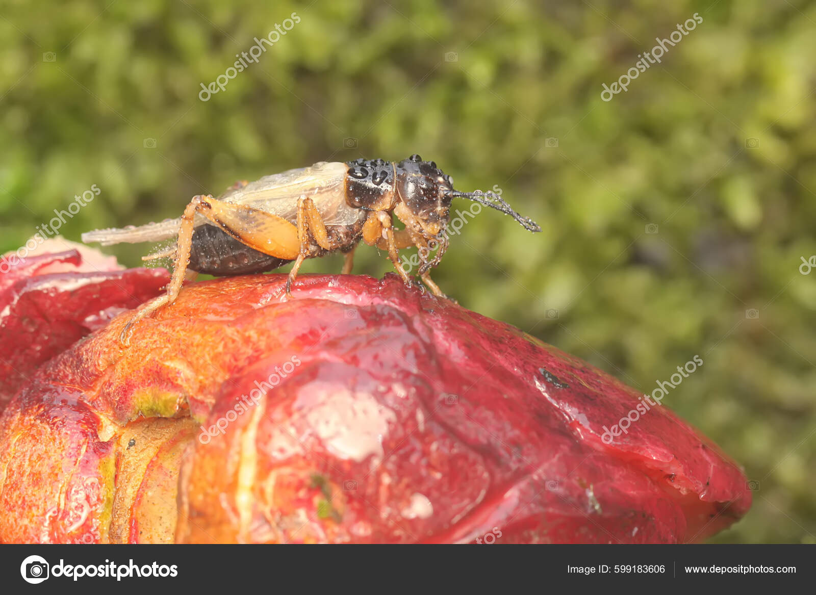 Field Cricket Foraging Bushes Insect Has Scientific Name Gryllus