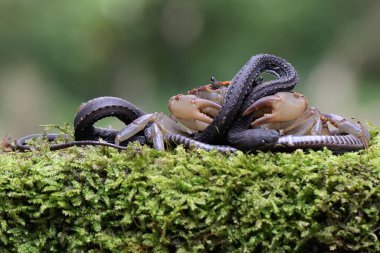 A field crab is eating a dragon snake. This animal has the scientific name Parathelphusa convexa.
