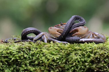 A field crab is eating a dragon snake. This animal has the scientific name Parathelphusa convexa. clipart