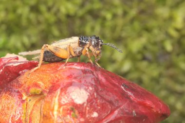 A field cricket is foraging in the bushes. This insect has the scientific name Gryllus campestri.