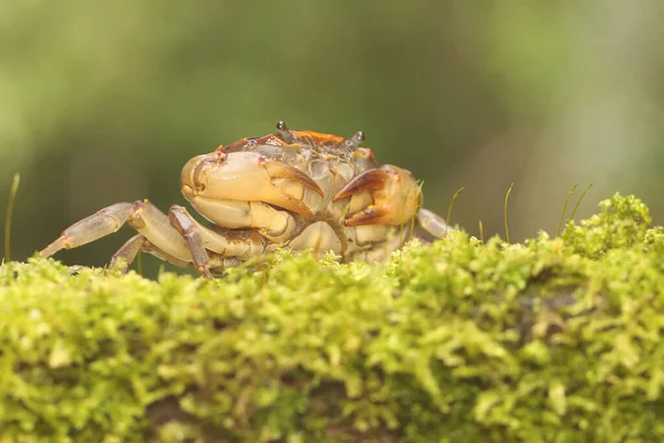 Cangrejo Campo Muestra Una Expresión Lista Para Atacar Este Animal — Foto de Stock