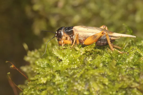 Field Cricket Foraging Bushes Insect Has Scientific Name Gryllus Campestri — Fotografia de Stock