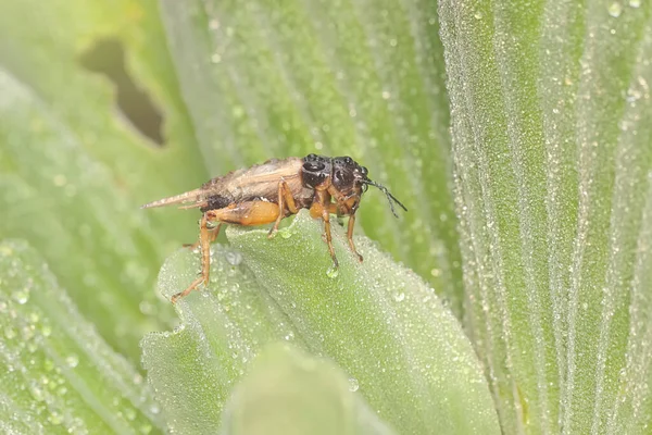 Field Cricket Foraging Bushes Insect Has Scientific Name Gryllus Campestri — Fotografia de Stock