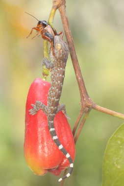 Genç bir tokay gecko bir cırcır böceği yiyor. Bu sürüngenin bilimsel adı Gekko gecko.