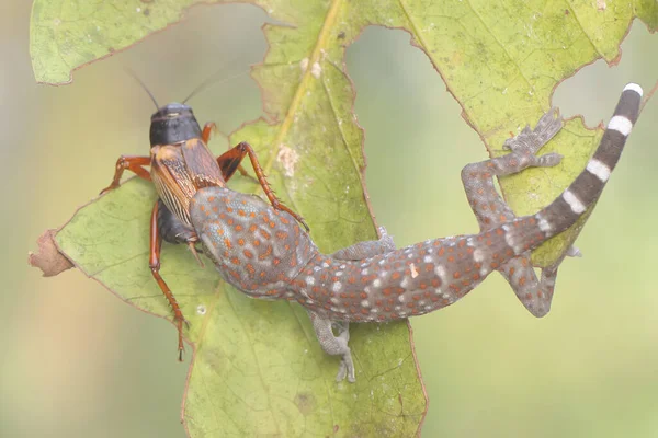 一只年轻的令牌壁虎正在吃一只蟋蟀 这种爬行动物的学名是Gekko Gecko — 图库照片