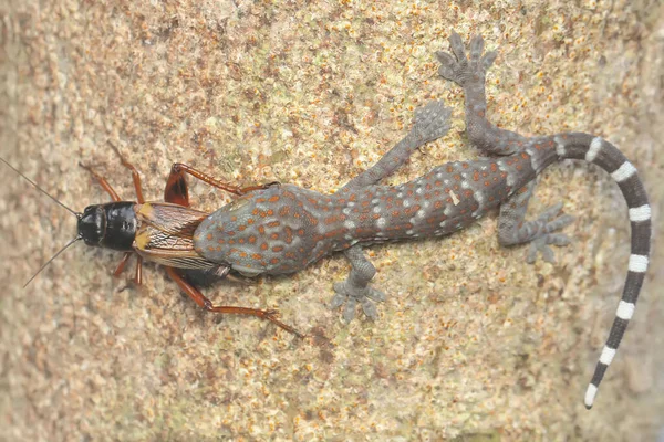 一只年轻的令牌壁虎正在吃一只蟋蟀 这种爬行动物的学名是Gekko Gecko — 图库照片