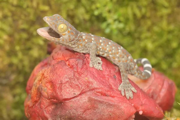 Young Tokay Gecko Looking Prey Pink Malay Apple Has Fallen — Fotografia de Stock