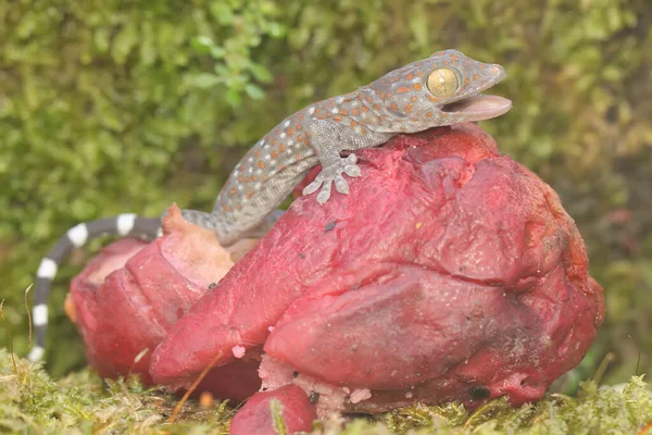 Young Tokay Gecko Looking Prey Pink Malay Apple Has Fallen — Zdjęcie stockowe