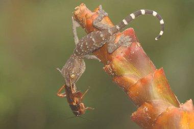 A young tokay gecko is preying on a cricket in the bushes. This reptile has the scientific name Gekko gecko.