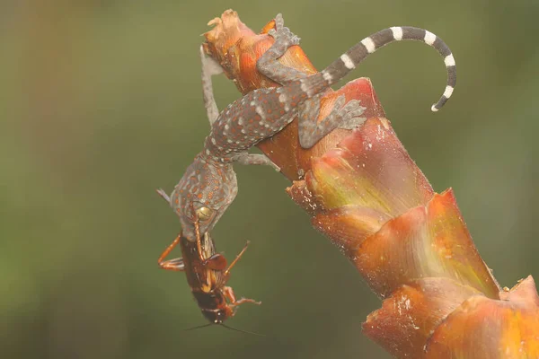 Young Tokay Gecko Preying Cricket Bushes Reptile Has Scientific Name — Stockfoto
