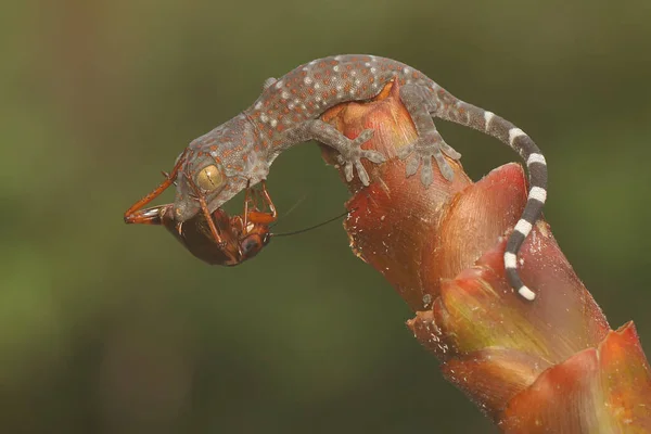 Young Tokay Gecko Preying Cricket Bushes Reptile Has Scientific Name — Stockfoto