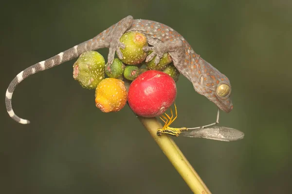 Young Tokay Gecko Preying Damselfly Bushes Reptile Has Scientific Name — Photo