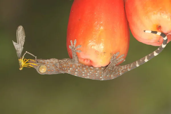 Young Tokay Gecko Preying Damselfly Bushes Reptile Has Scientific Name — Stock fotografie