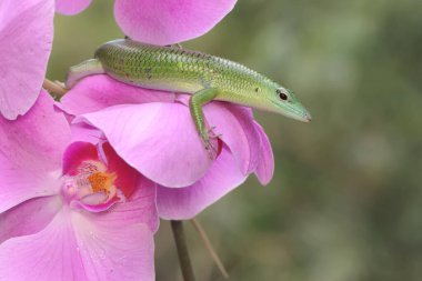 An emerald tree skink is sunbathing on a flower-filled moth orchid stalk before starting its daily activities. This reptile has the scientific name Lamprolepis smaragdina.
