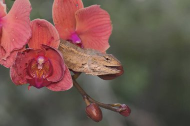 An oriental garden lizard is sunbathing on a flower-filled moth orchid stem. This reptile has the scientific name Calotes versicolor.