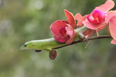An emerald tree skink is sunbathing on a flower-filled moth orchid stalk before starting its daily activities. This reptile has the scientific name Lamprolepis smaragdina.
