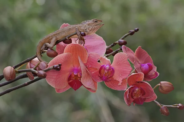 An oriental garden lizard is sunbathing on a flower-filled moth orchid stem. This reptile has the scientific name Calotes versicolor.