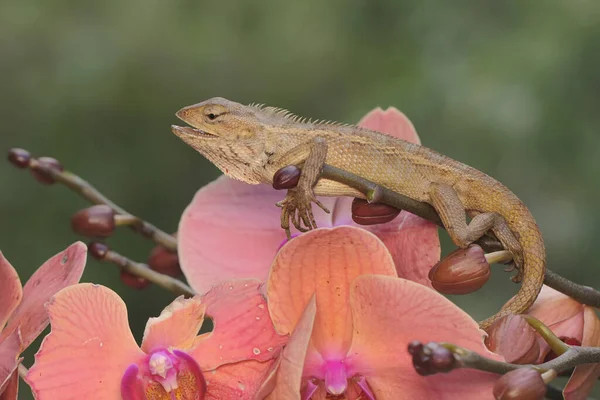 An oriental garden lizard is sunbathing on a flower-filled moth orchid stem. This reptile has the scientific name Calotes versicolor.