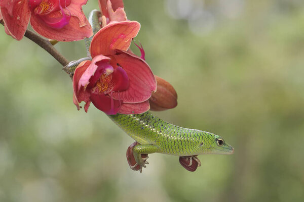 An emerald tree skink is sunbathing on a flower-filled moth orchid stalk before starting its daily activities. This reptile has the scientific name Lamprolepis smaragdina.