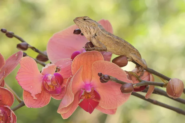 An oriental garden lizard is sunbathing on a flower-filled moth orchid stem. This reptile has the scientific name Calotes versicolor.